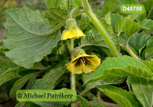 Clammy Ground-cherry (Physalis heterophylla)